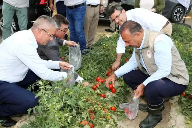 Domates hasadında salça fabrikalarına çağrı