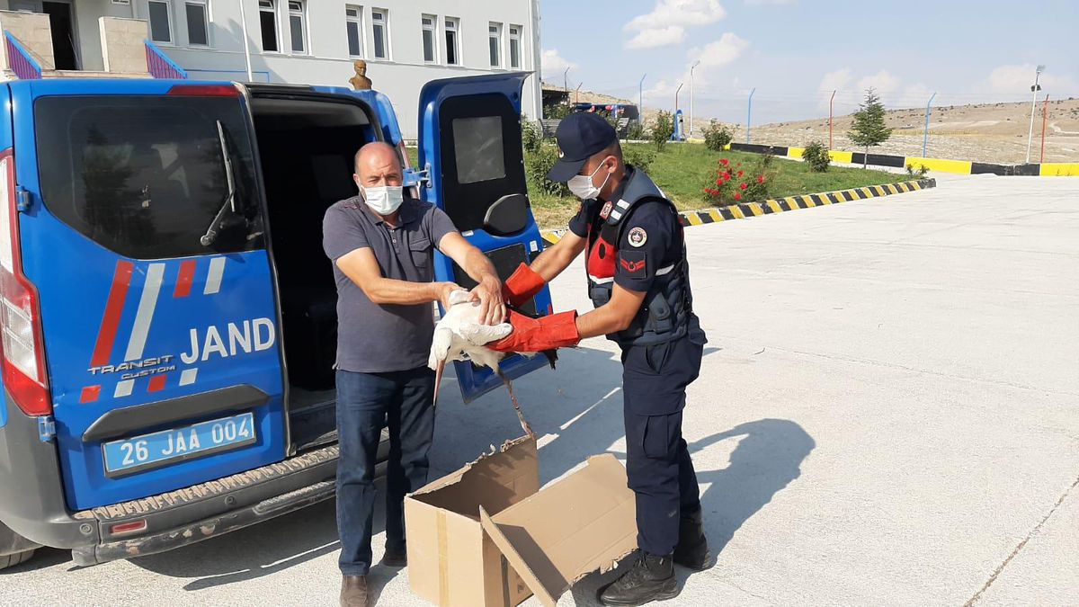 Eskişehir\'de jandarma ekiplerince yaralı bulunan iki leyleğin tedavisine başlandı
