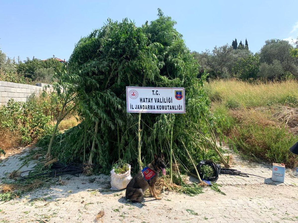 Hatay\'da 489 kök kenevir ile 6 kilo 790 gram esrar ele geçirildi