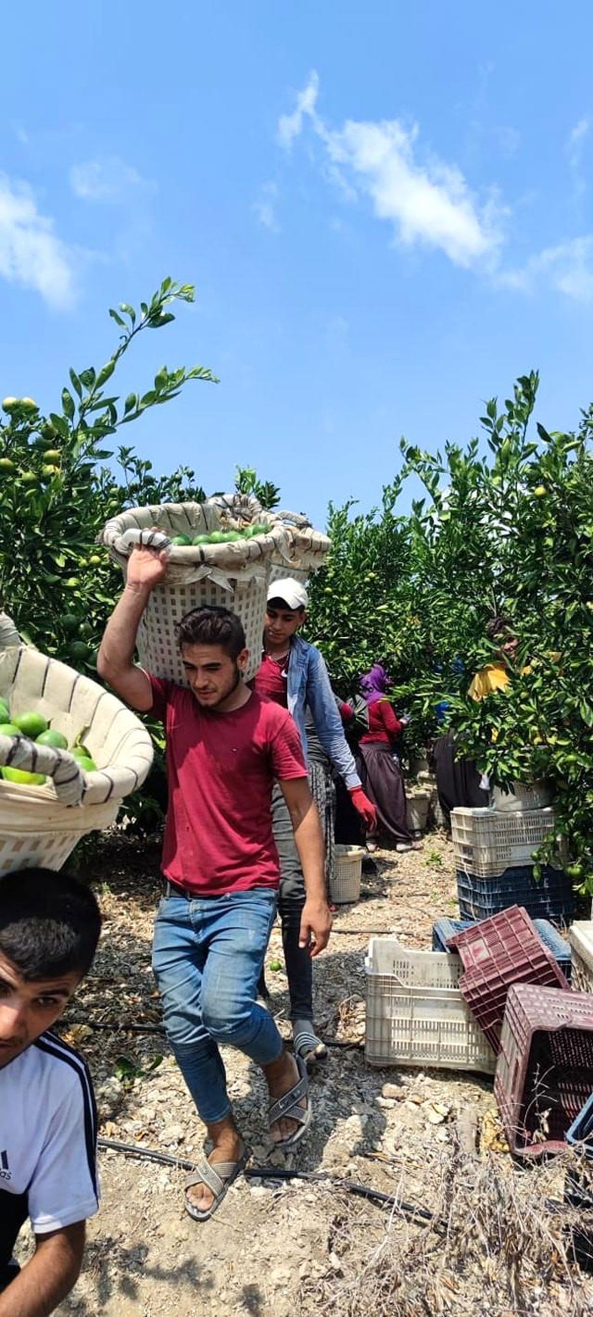 Hatay\'da erkenci cins mandalina hasadı başladı