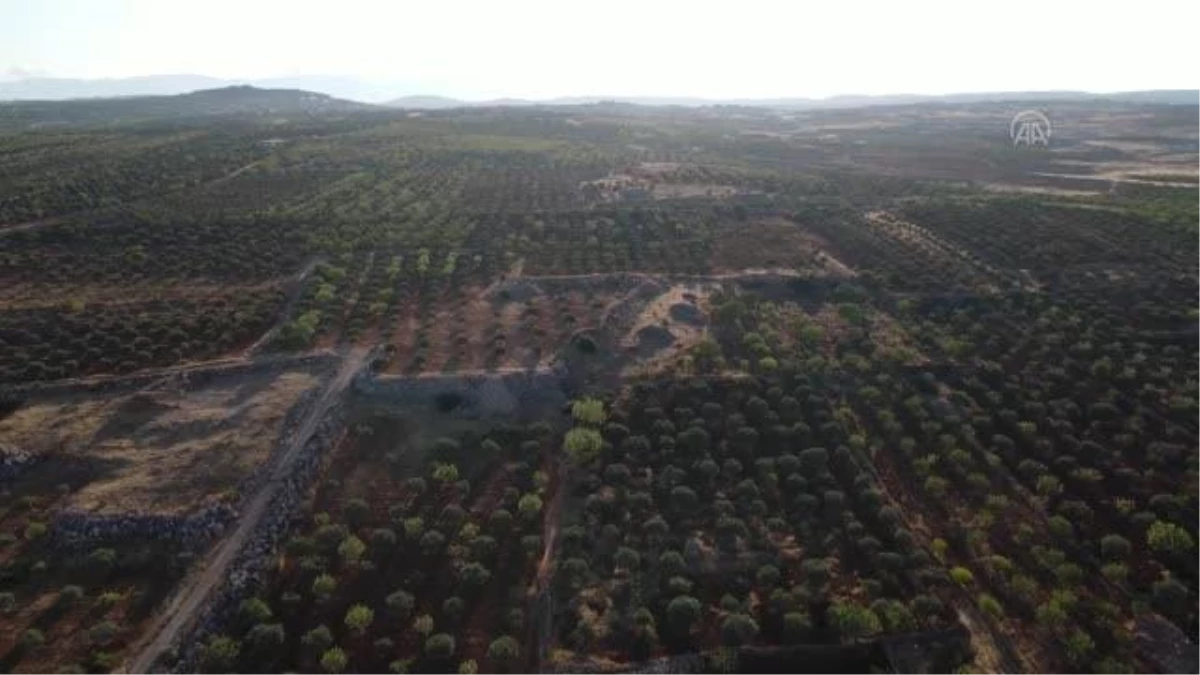 İdlib\'de siviller, Esed rejiminin saldırılarına rağmen incir hasat ediyor