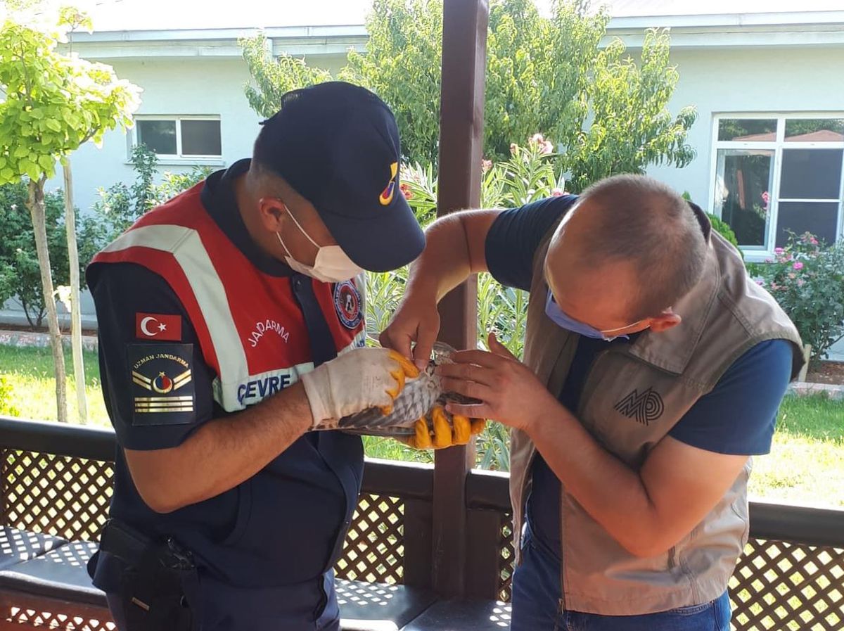 Son dakika haber | Kahramanmaraş\'ta jandarmanın bulduğu yaralı atmaca koruma altına alındı