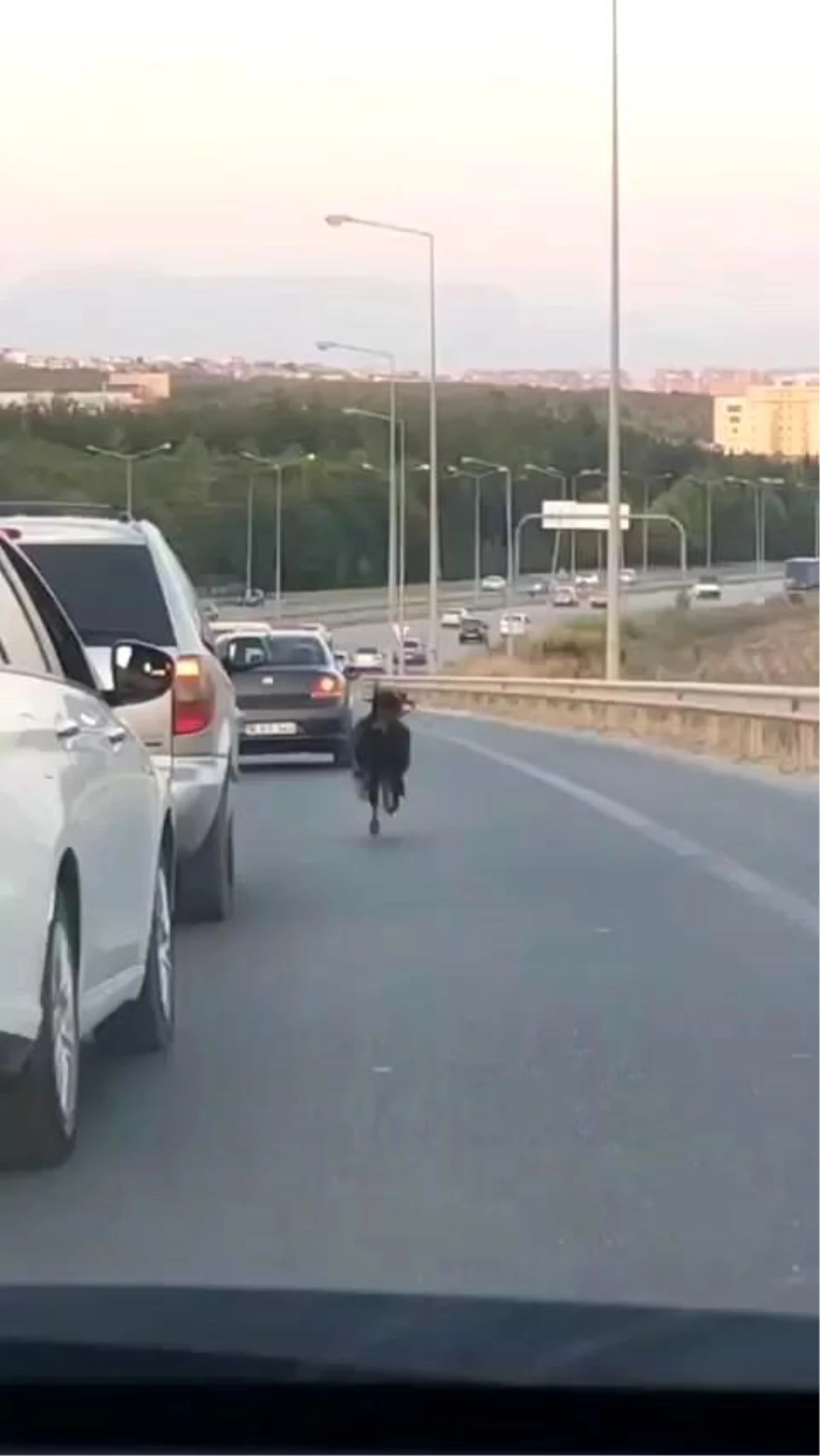 Otobana çıkan keçi, trafiği alt üst etti