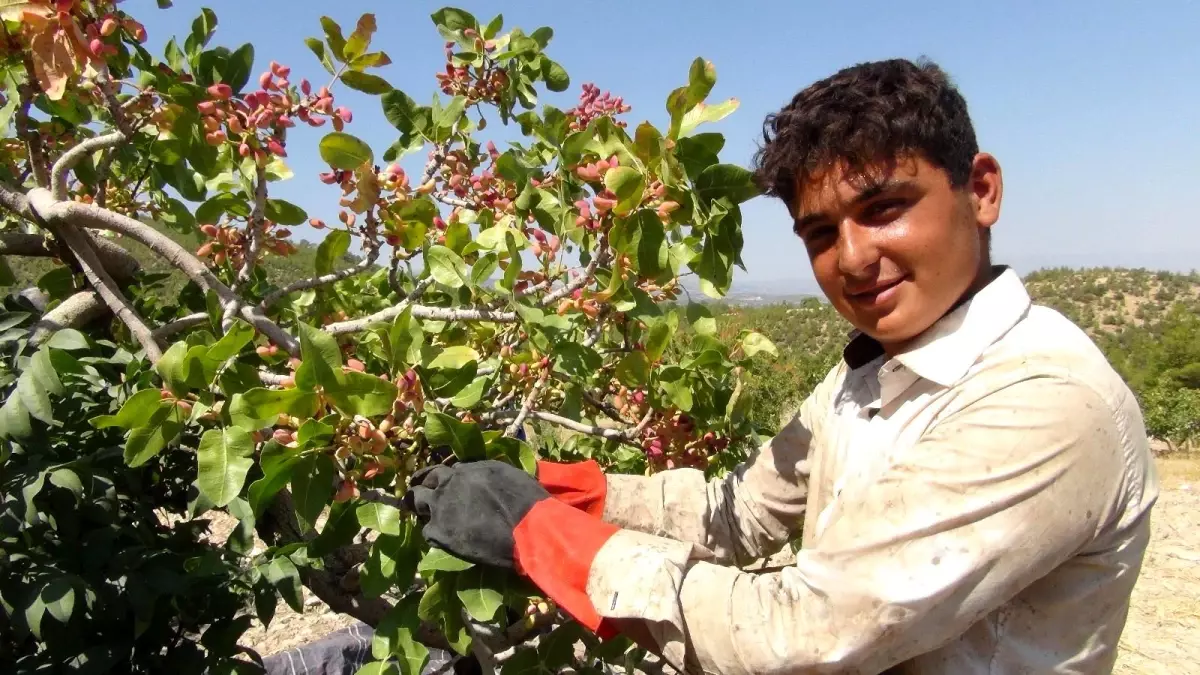 Silifke\'de Antep fıstığı hasadı coşkusu