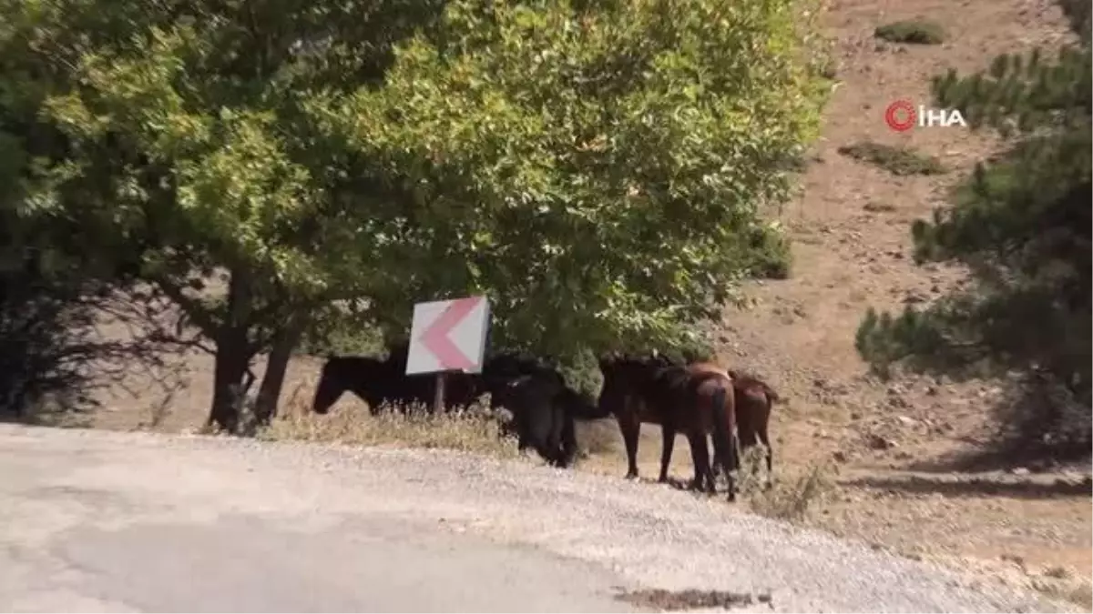 Su kaynakları yaban hayatı için de verimli kullanılacak