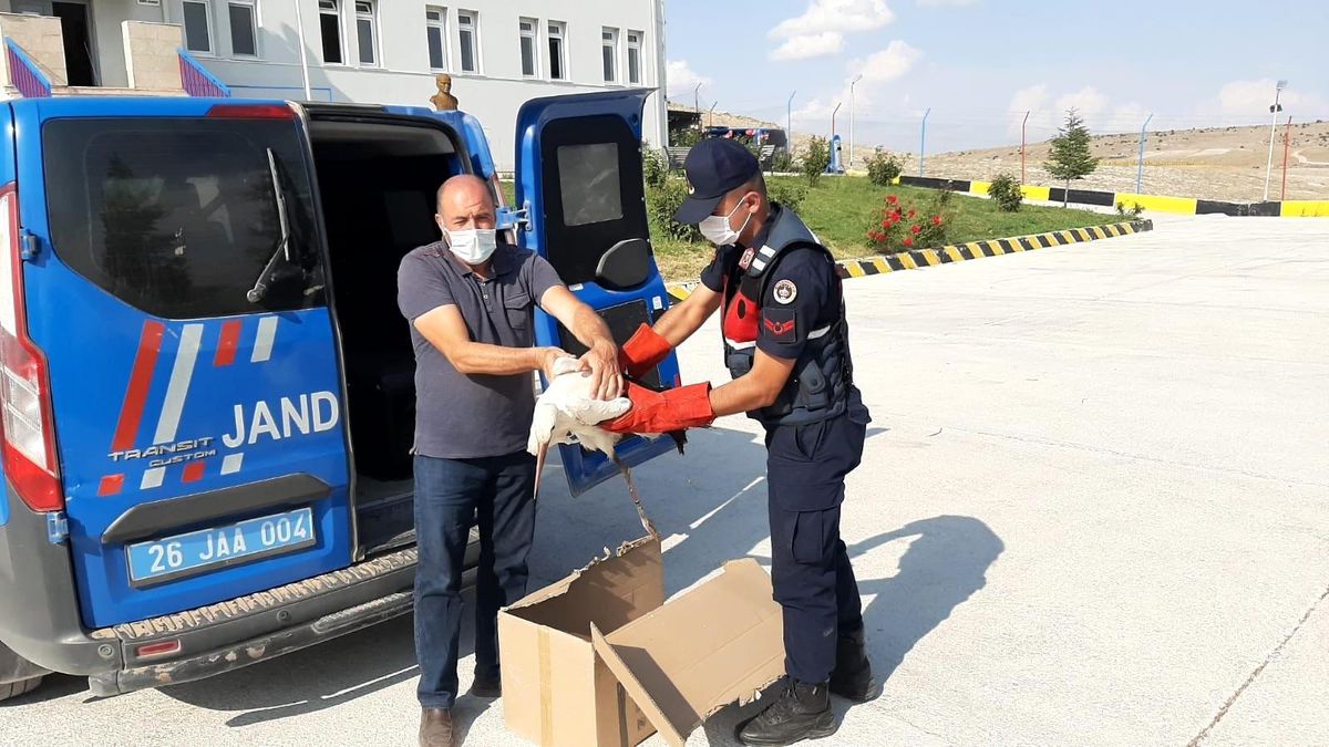Yaralı leylekleri jandarma kurtardı