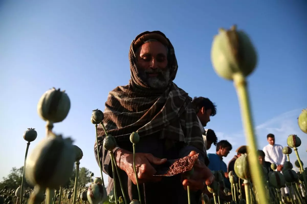 "Afganistan\'da demokrasi için yola çıktık ancak elimizdeki daha çok \'bir eroin toptancısı\' gibi"