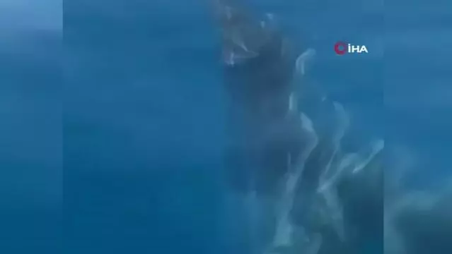 Son dakika haberleri: Akdeniz'de yunuslardan görsel şölen