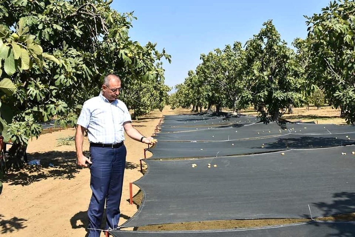 Aydın İnciri\'nde kalite kayıpları en aza indirilecek