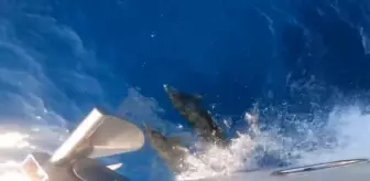 Balıkçılar teknenin yanında yüzen yunusları görüntüledi (2)