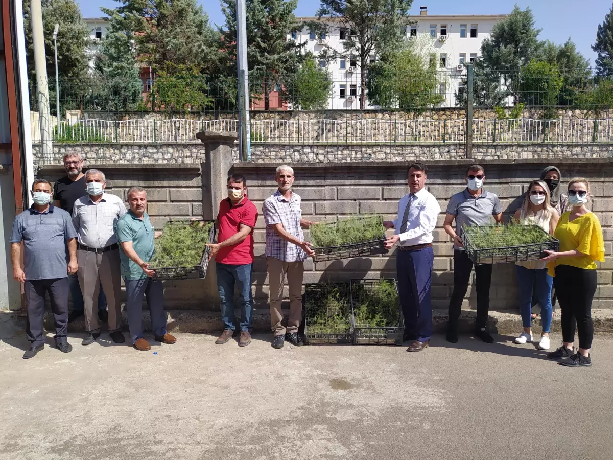 Batman\'da 2,5 dekar alanda ilk kez kuşkonmaz bitkisi ekilecek