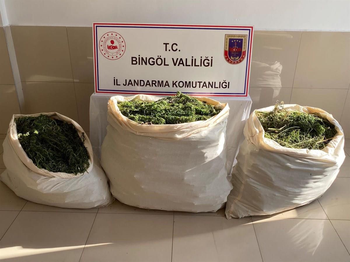 Bingöl\'de 174 kilo esrar ve 700 kök kenevir ele geçirildi