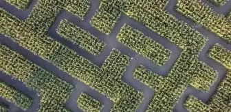 (DRONE) Kanada'da labirent şeklinde mısır tarlası