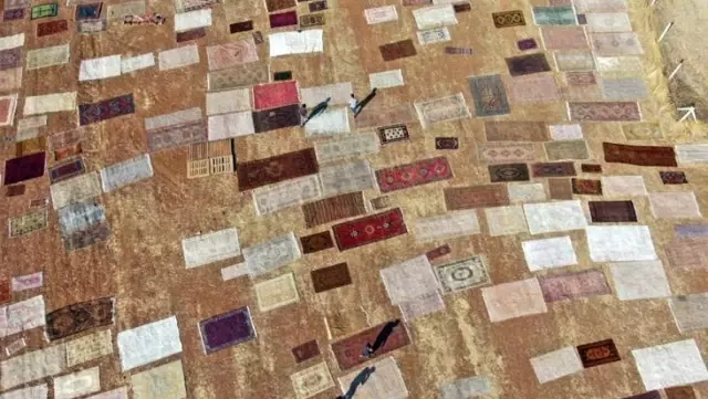 hali tarlalarinda hasat basladi yapilan islem sonrasi 100 bin dolara kadar alici buluyor son dakika