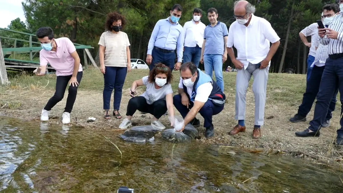 İstanbul\'da 14 gölette 573 bin 500 adet sazan yavrusu bırakıldı