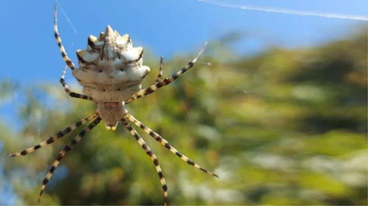 Kendi eşini yiyerek besleniyor! Zehir deposu örümcek Türkiye\'de ortaya çıktı