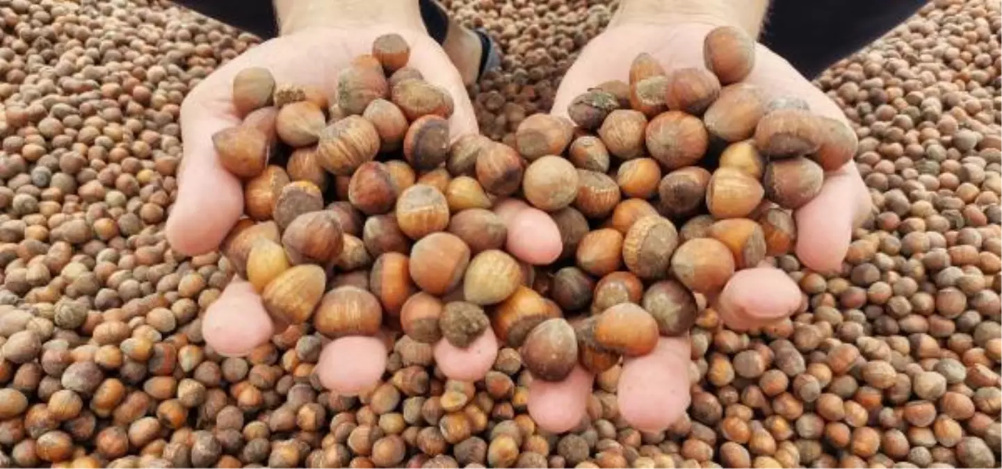 Kurutulamayan fındığa ihraç engeli