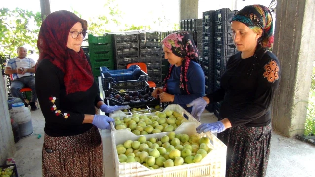 Silifke'de üretimi yapılan yaş incir 10 lira, kuru incir ise 50 liradan satılıyor