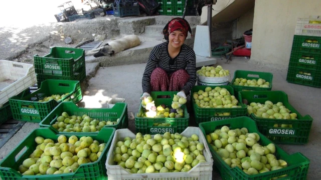 Silifkeli üreticilerin yüzü gülüyor! Yaş incir 10 lira, kuru incir ise 50 liradan satılıyor