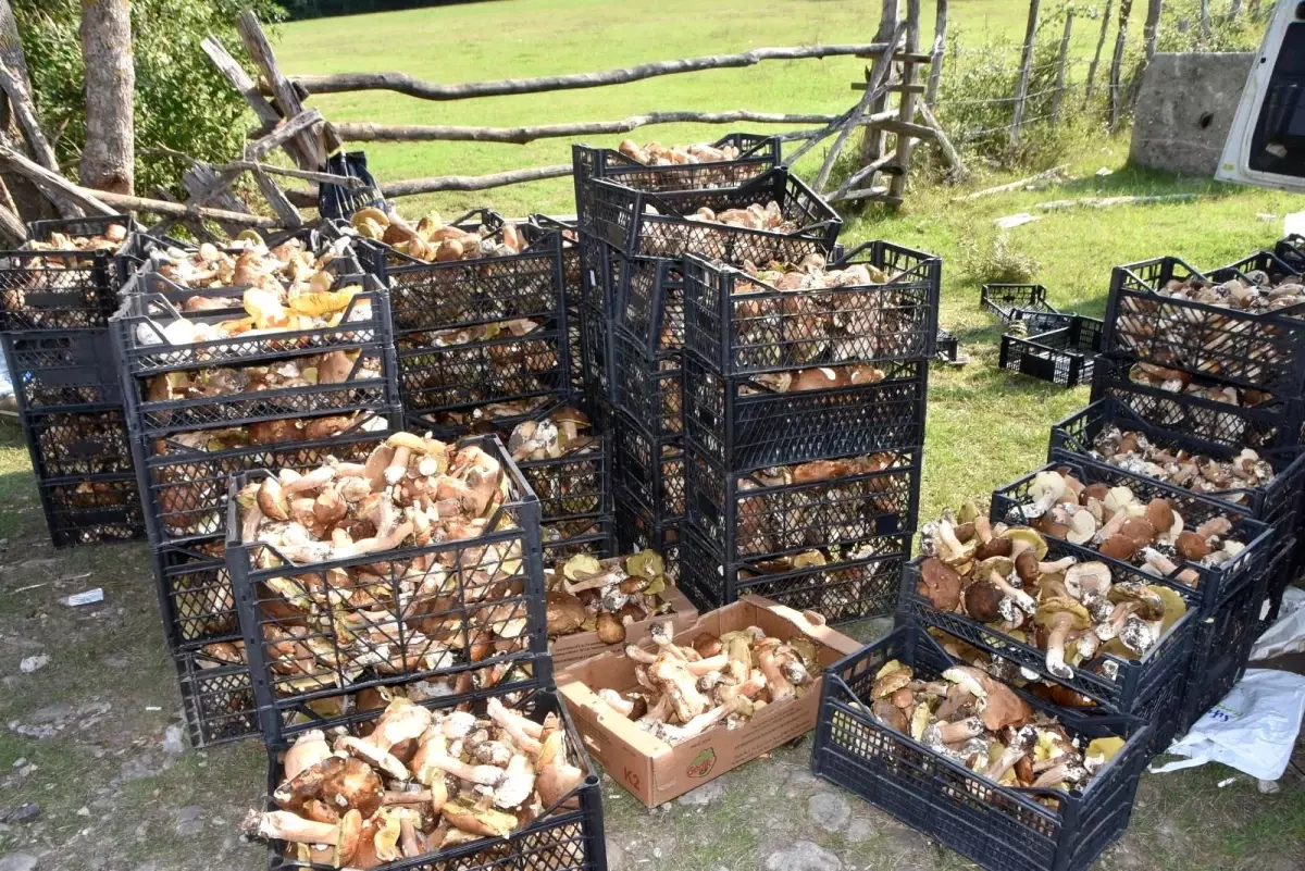 Sinop ormanlarında yetişen mantarlar köylünün gelir kapısı oldu! Toptancıya kilosunu 40 TL\'ye satıyorlar