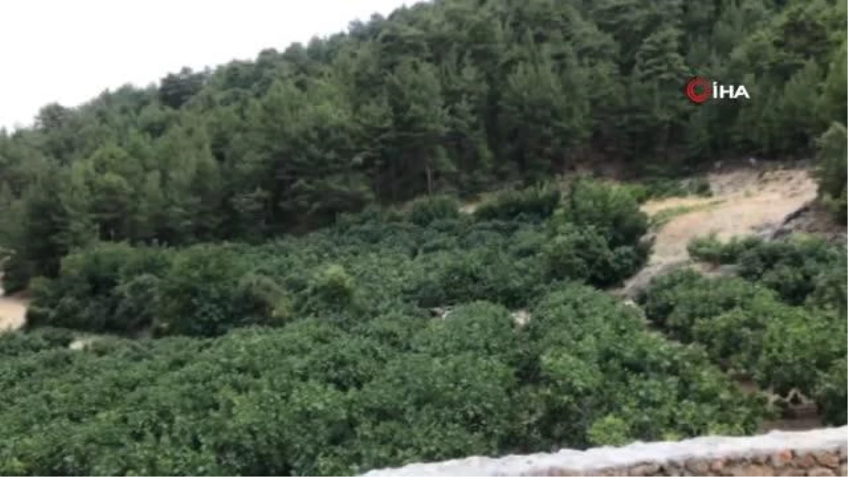Antalya\'da 800 rakımlı köyde incir hasadı başladı