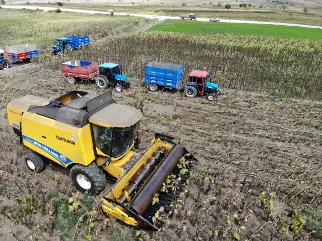 Ayçiçeği hasadı başladı Ayçiçeği hasadı başladı