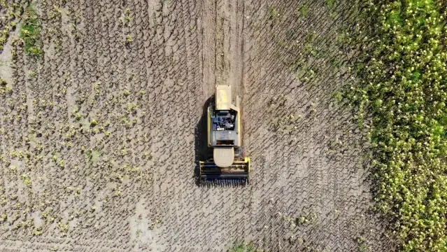 Ayçiçeği hasadı başladı Ayçiçeği hasadı başladı