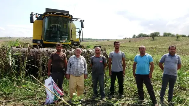 Ayçiçeği hasadı başladı Ayçiçeği hasadı başladı