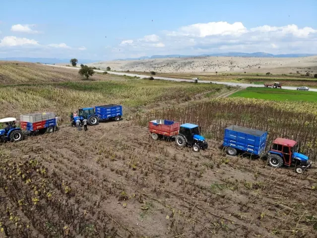 Ayçiçeği hasadı başladı Ayçiçeği hasadı başladı