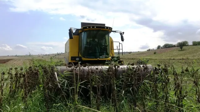 Ayçiçeği hasadı başladı Ayçiçeği hasadı başladı
