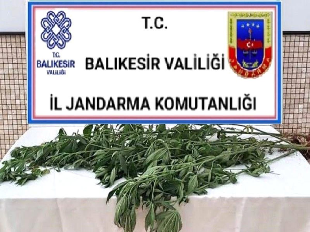Son dakika haberi! Bigadiç\'te kenevir ve uyuşturucu operasyonu