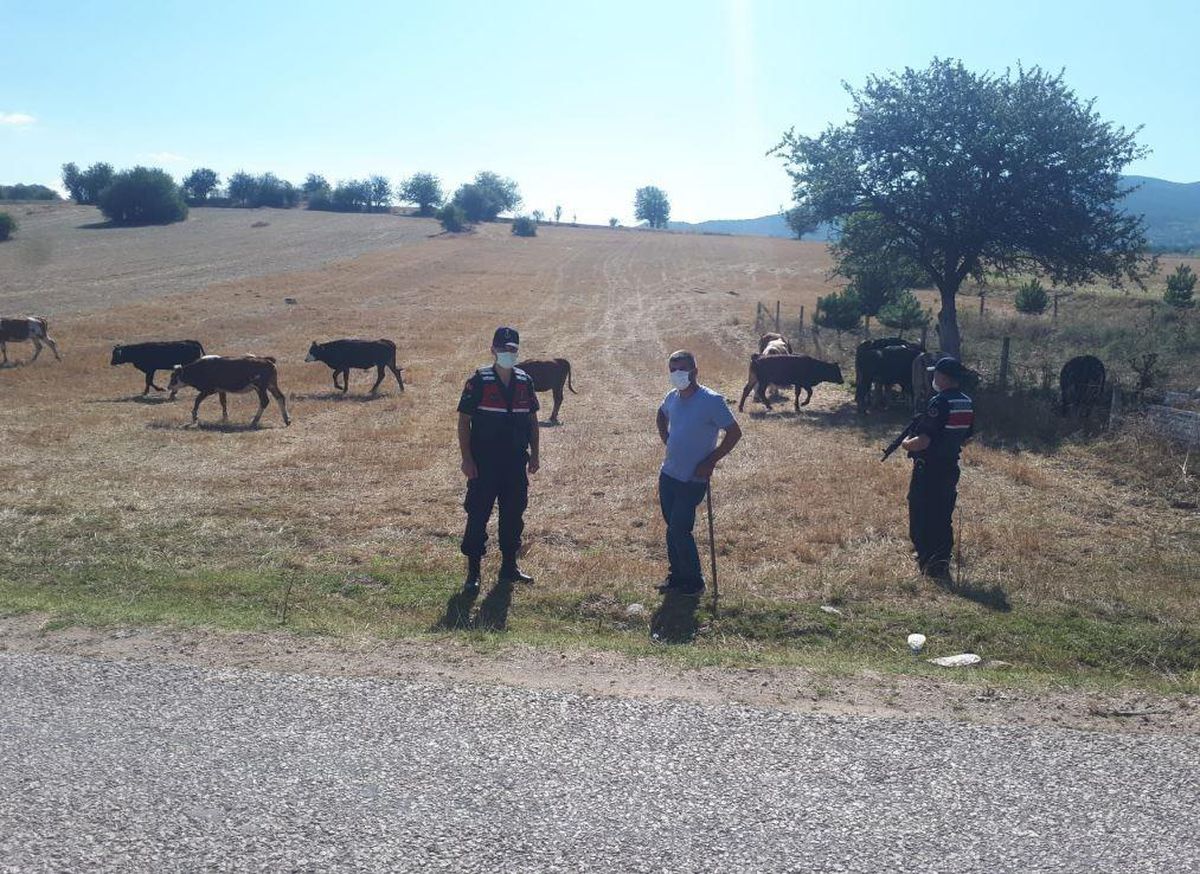Karabük\'te kaybolan 14 büyükbaş hayvan, insansız hava aracıyla bulundu