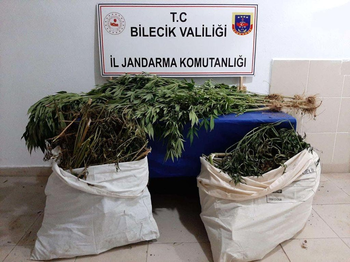 Mısır tarlasına kenevir eken şahıs tutuklandı