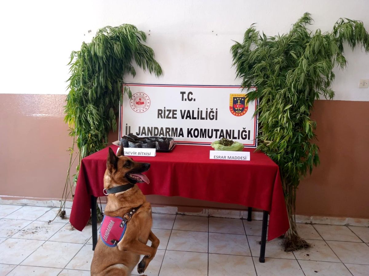 Son dakika haber | Rize\'de jandarmadan uyuşturucu operasyonu