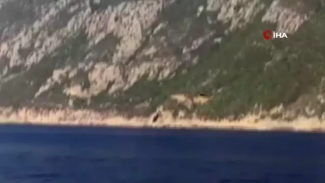 Son dakika haberleri! Samandağ açıklarında yunuslardan görsel şölen Son dakika haberleri! Samandağ açıklarında yunuslardan görsel şölen