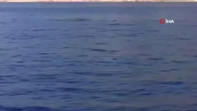 Son dakika haberleri! Samandağ açıklarında yunuslardan görsel şölen Son dakika haberleri! Samandağ açıklarında yunuslardan görsel şölen
