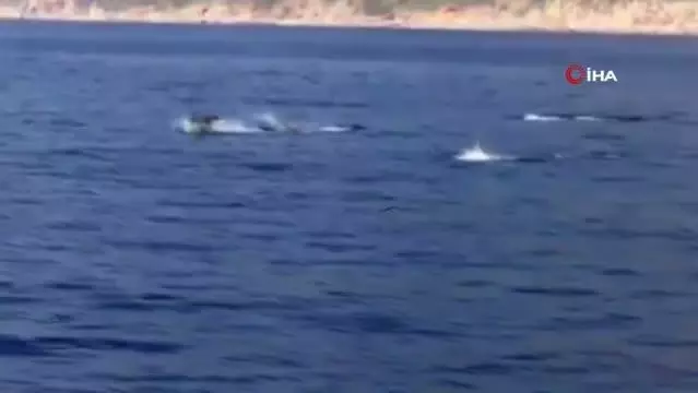 Son dakika haberleri! Samandağ açıklarında yunuslardan görsel şölen Son dakika haberleri! Samandağ açıklarında yunuslardan görsel şölen