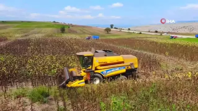 Ayçiçeği hasadı başladı Ayçiçeği hasadı başladı