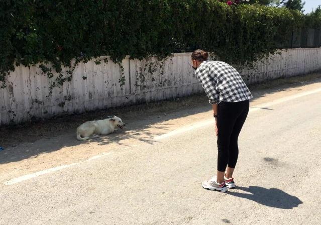 Sokak köpeğinin yaralarını site sakinleri sarıyor