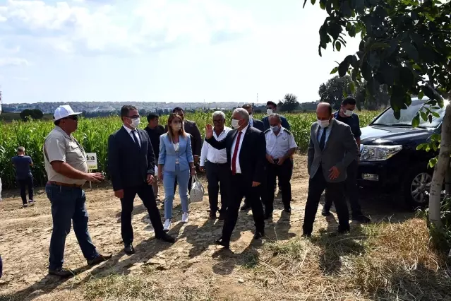 Tekirdağ'da silajlık sorgum tarla günleri düzenlendi