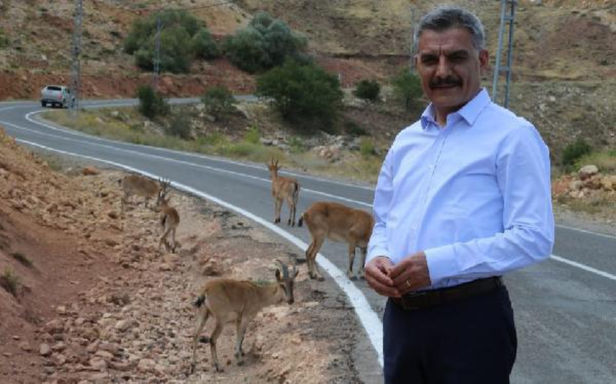 Tunceli Valisi Özkan, yola inen koruma altındaki yaban keçileriyle hatıra fotoğrafı çektirdi