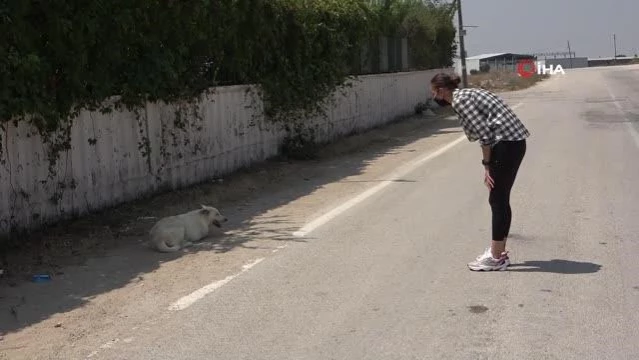 Üzerine kaynar su dökülen sokak köpeğinin yaralarını site sakinleri sarıyor