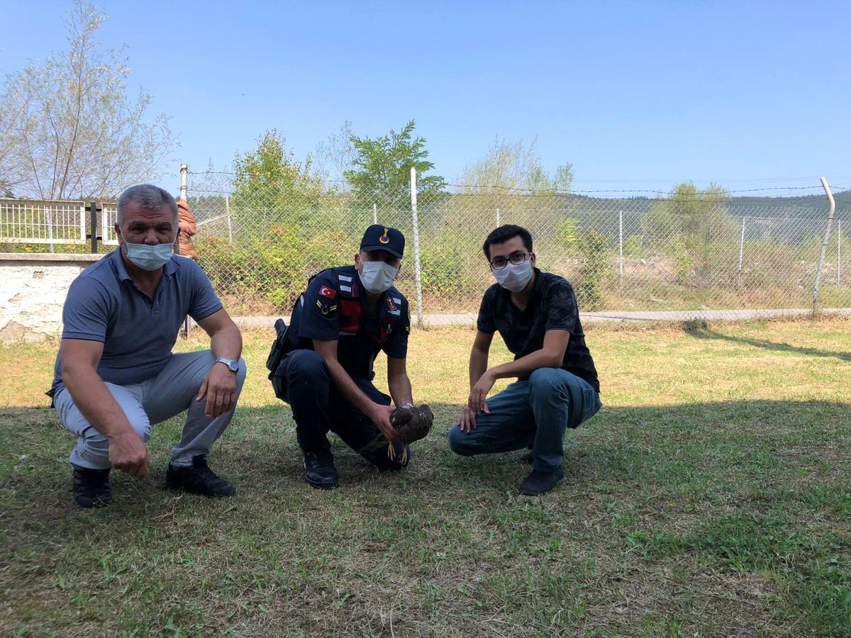 Yaralı kartala jandarma şefkati