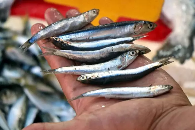 Balıkçıların umudu hamsi tezgahlardaki yerini aldı Balıkçıların umudu hamsi tezgahlardaki yerini aldı