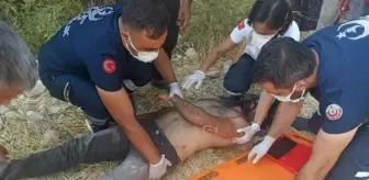 Besni'de arazi kavgası: 1 yaralı, 2 gözaltı