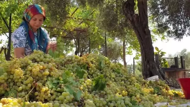 Çukurovalı kadınlar şifa kaynağı üzüm pekmezinin yapımına başladı