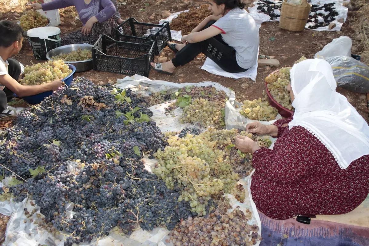 Gercüş\'te kuru üzüm çeşitlerinin sergilenmesine başlandı