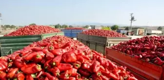 Kapya biberinde hasat başladı, çiftçi umutlu