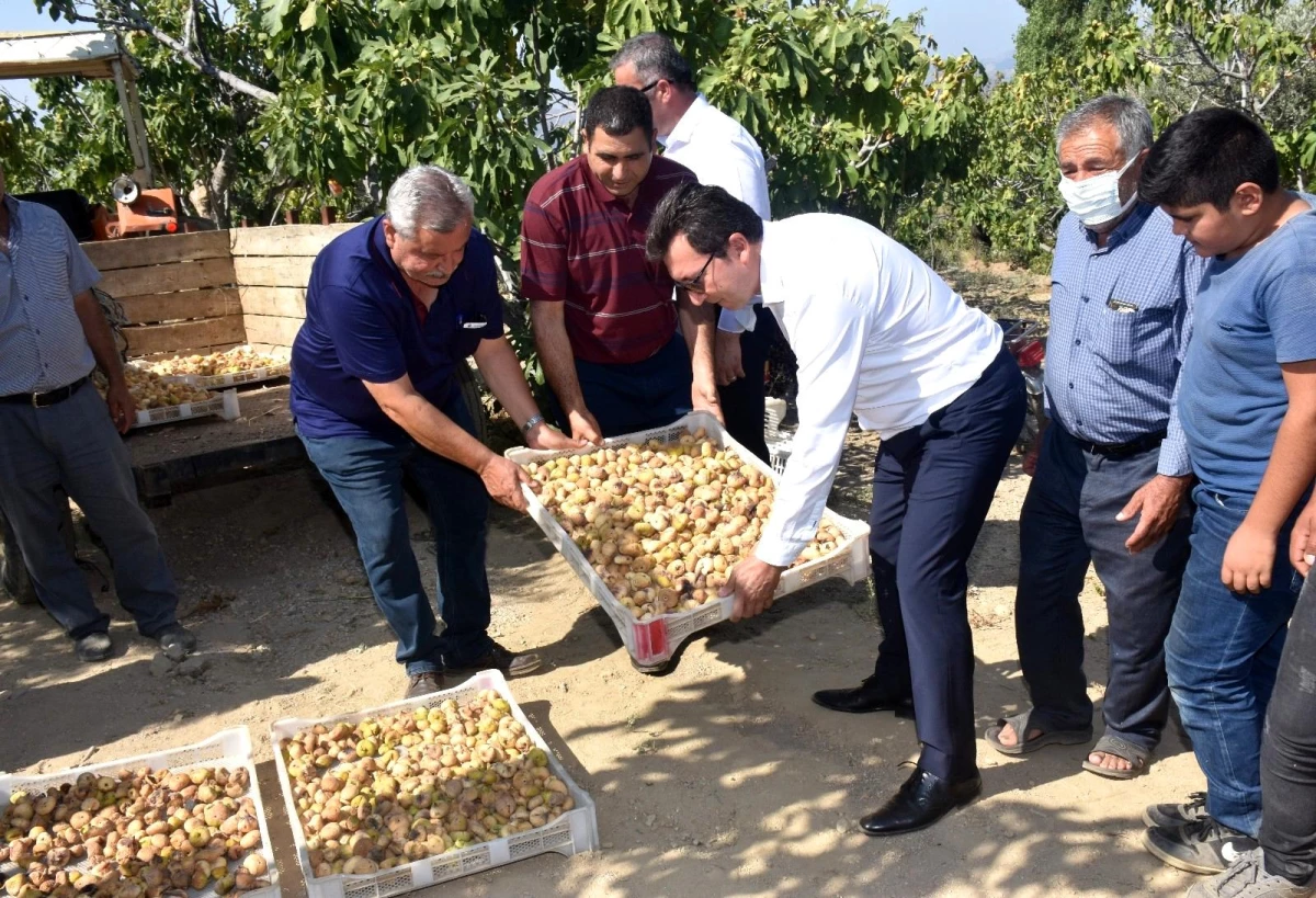 Protokol, köylülerle incir hasadına katıldı