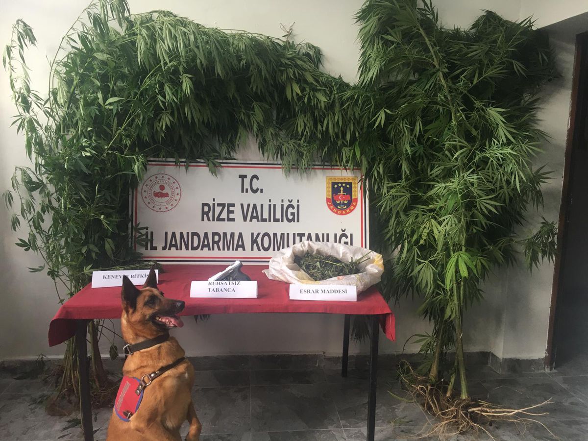 Rize\'de 1 kilo 708 gram esrar maddesi ele geçirildi